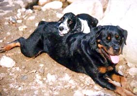 album de familia